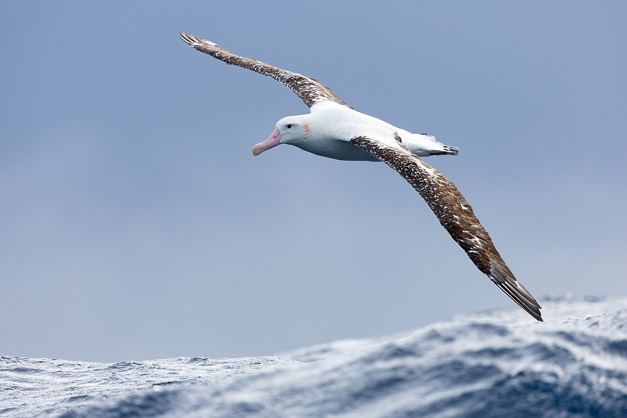 Albatros
